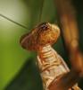 Mantis religiosa